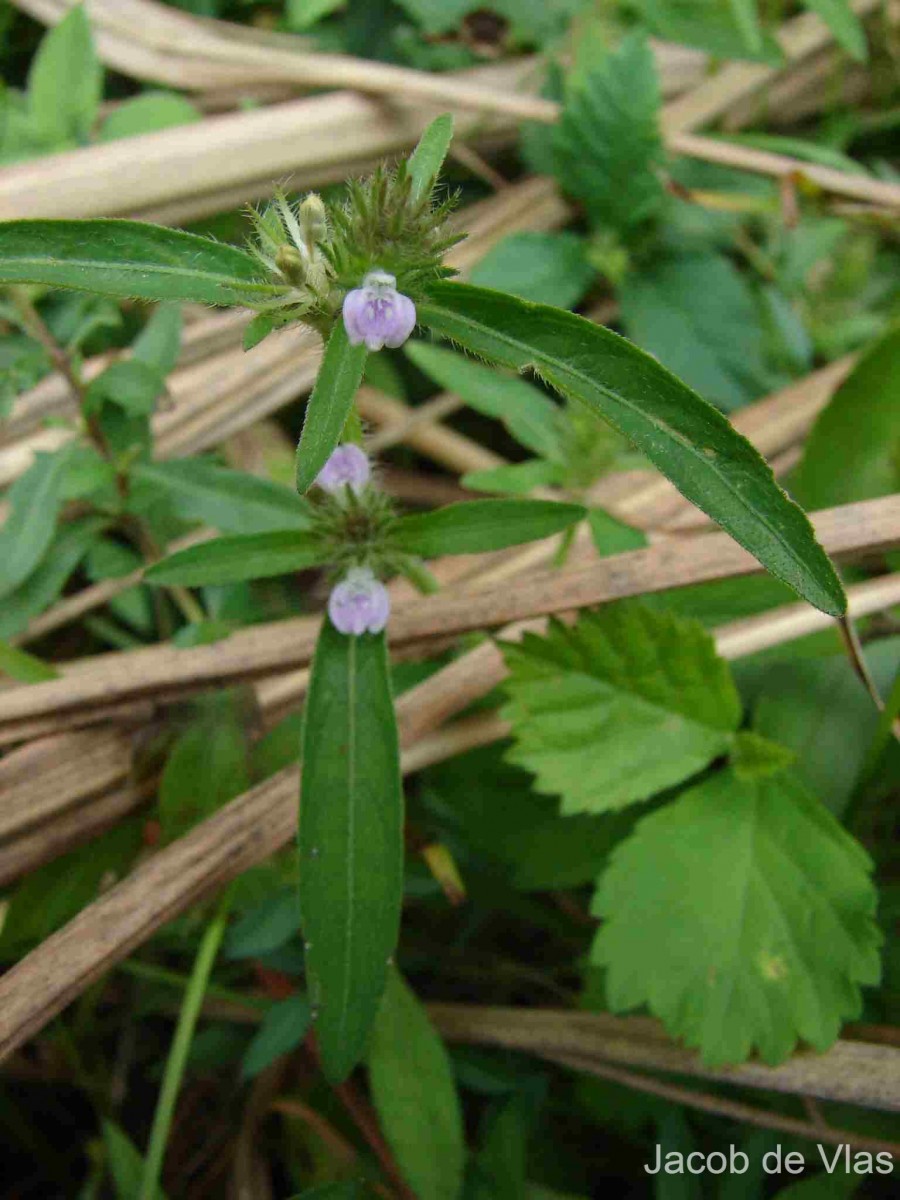 Rostellularia procumbens (L.) Nees